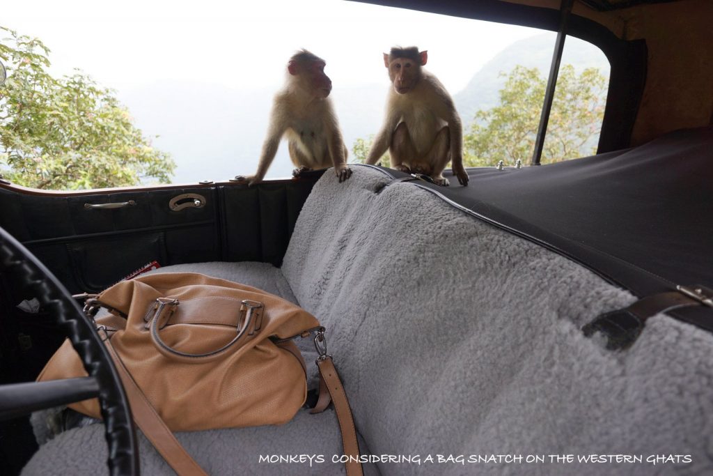 Monkeys Considering a Bag on the Western Ghats